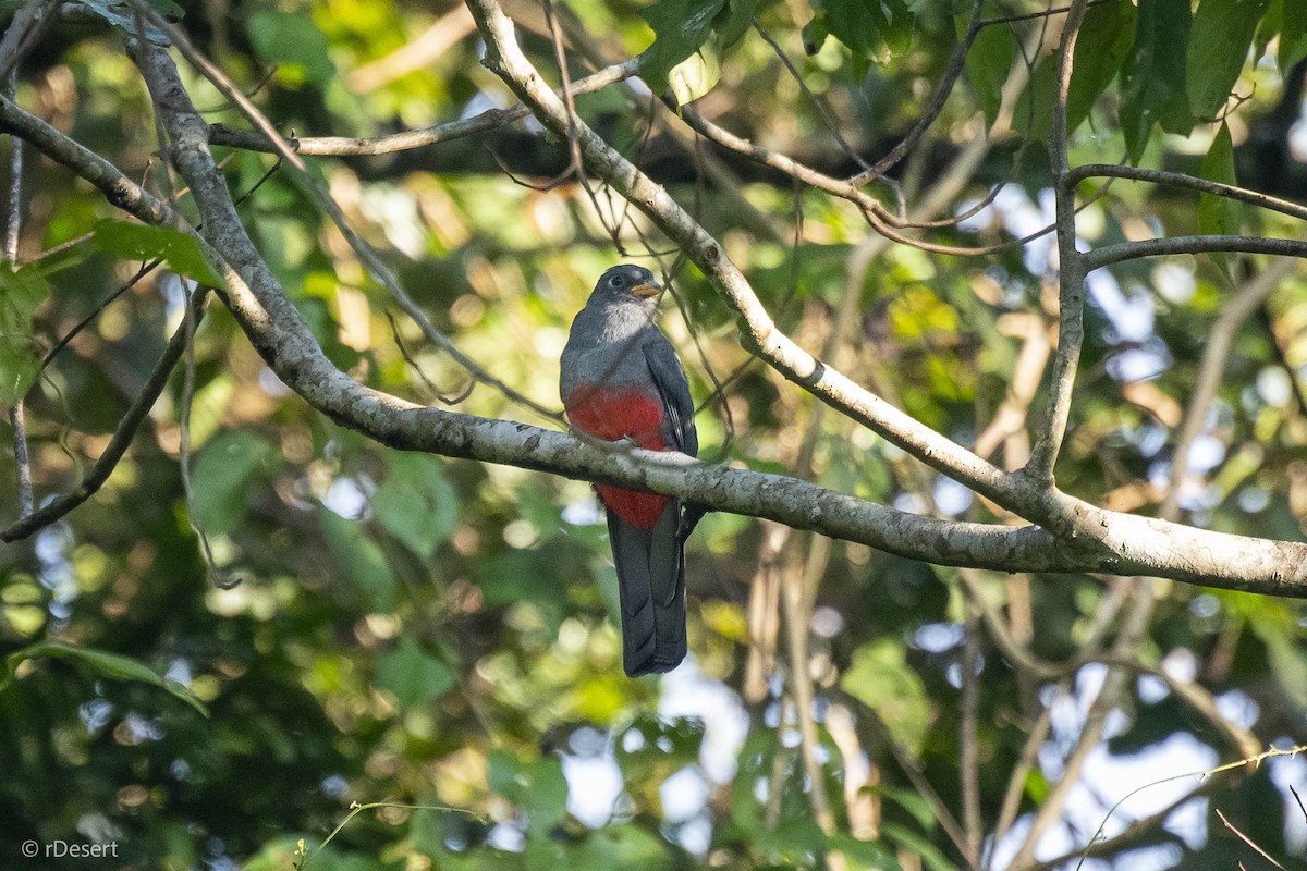 Kara Kuyruklu Trogon - ML642004665