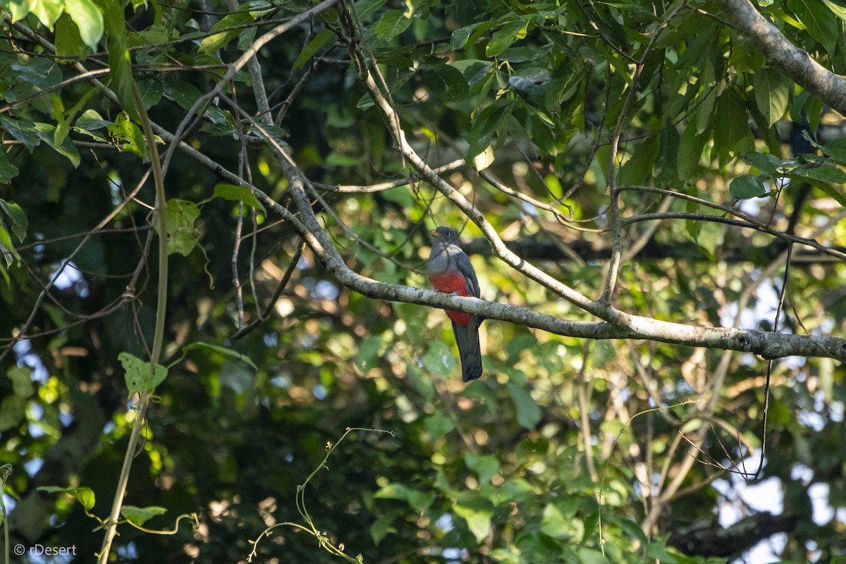 Kara Kuyruklu Trogon - ML642004666