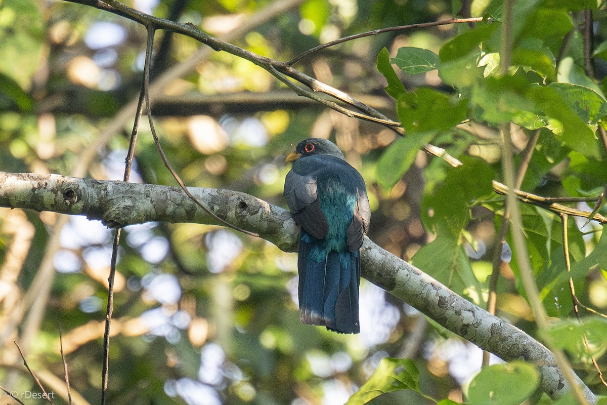 Kara Kuyruklu Trogon - ML642004667