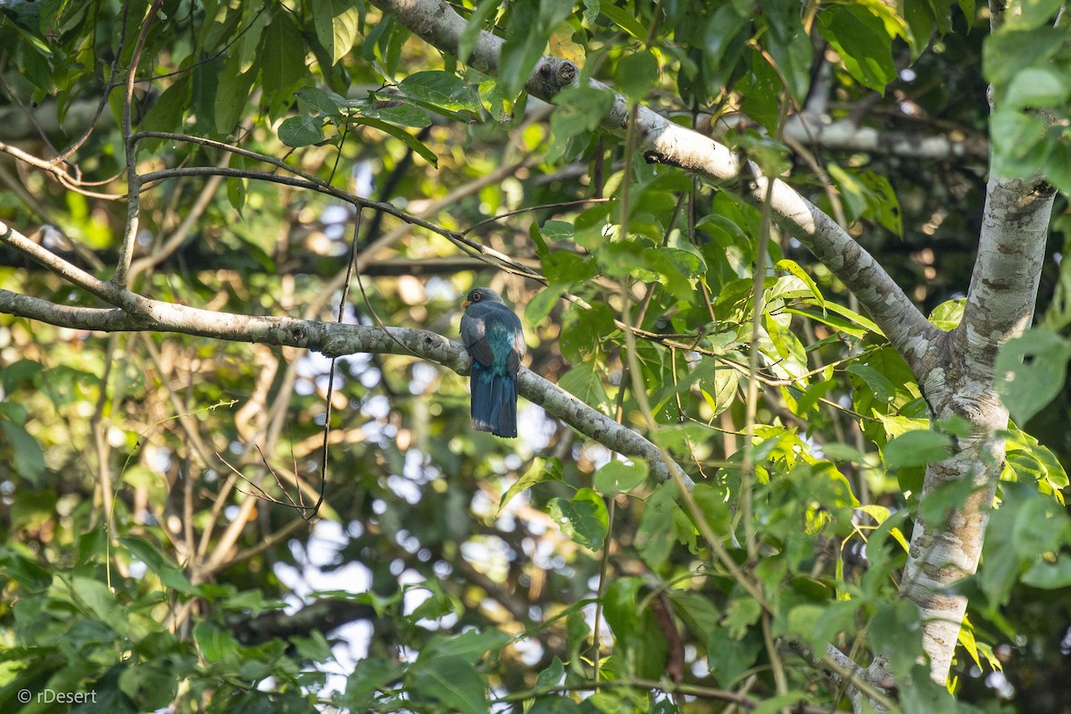 Kara Kuyruklu Trogon - ML642004668