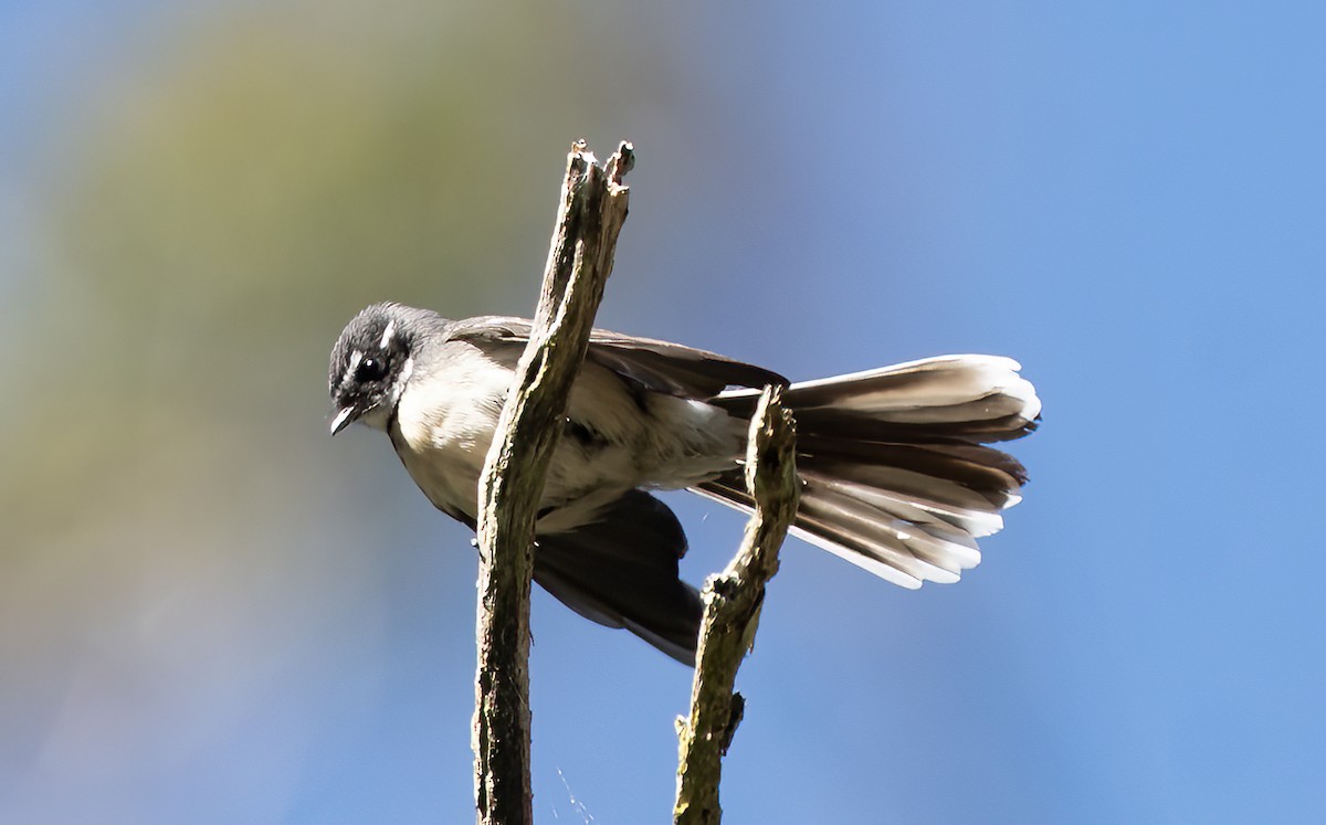 Gray Fantail - ML642004671