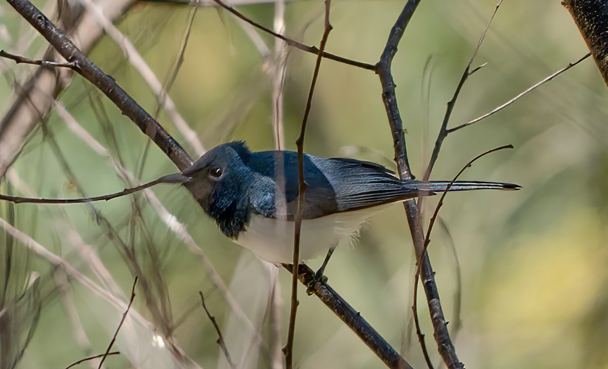 Leaden Flycatcher - ML642004678