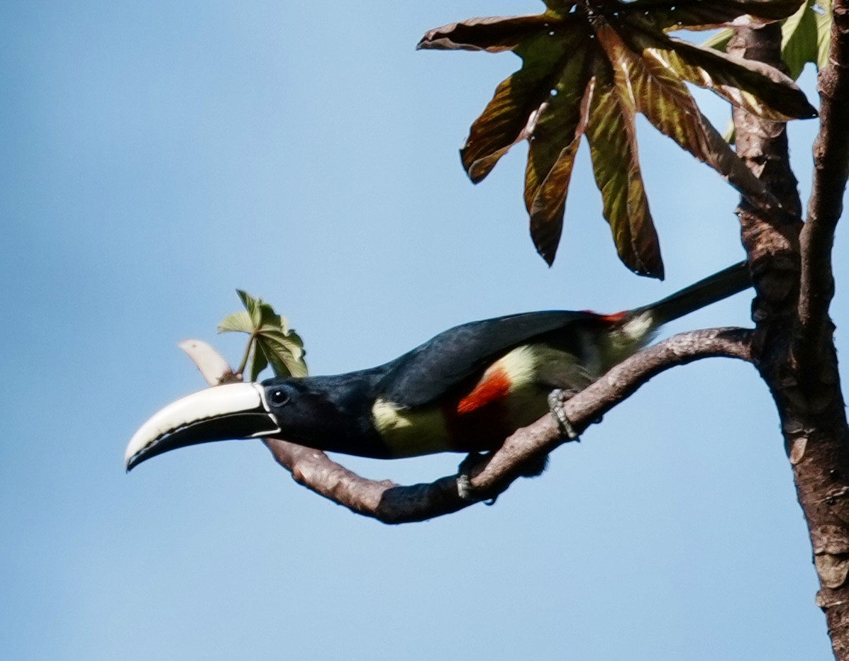 Black-necked Aracari - ML642004694