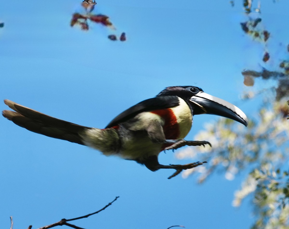 Black-necked Aracari - ML642004695