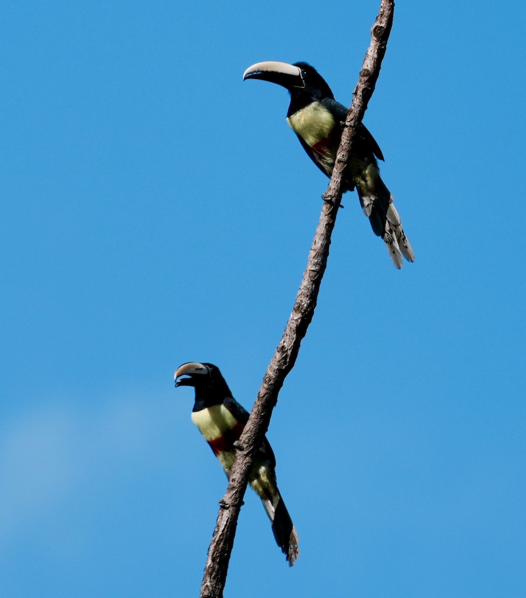 Black-necked Aracari - ML642004696