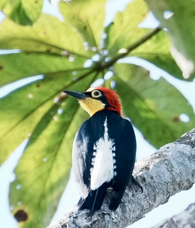 Yellow-fronted Woodpecker - ML642004703