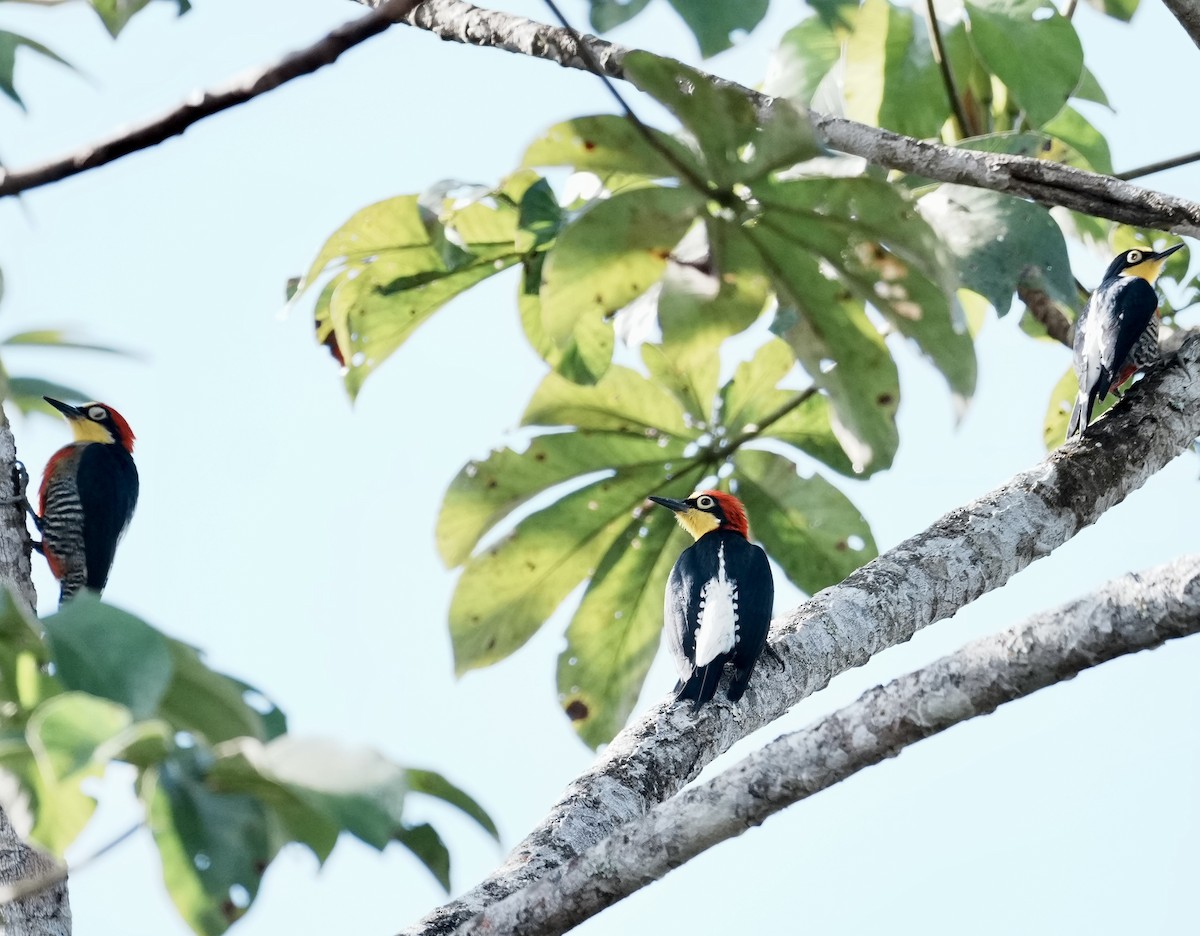 Yellow-fronted Woodpecker - ML642004704