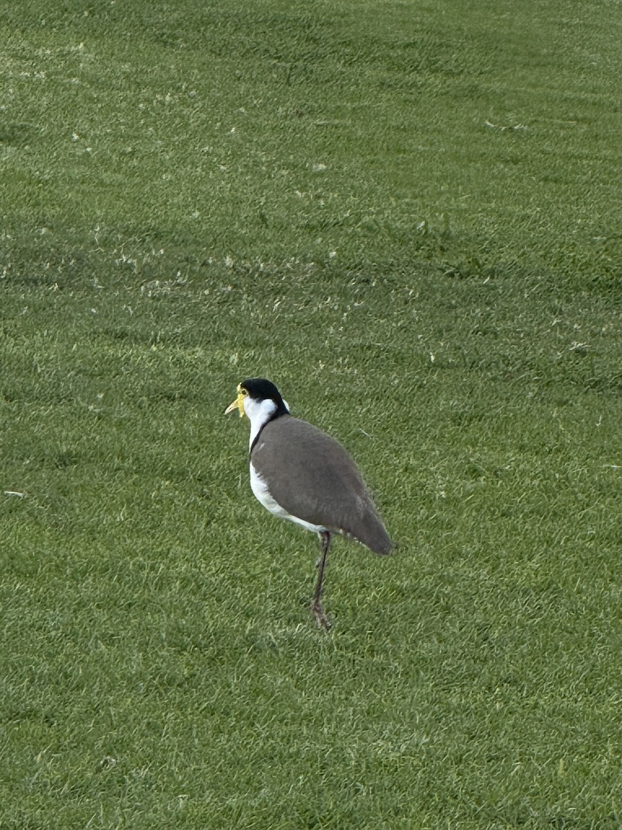 Masked Lapwing - ML642004705