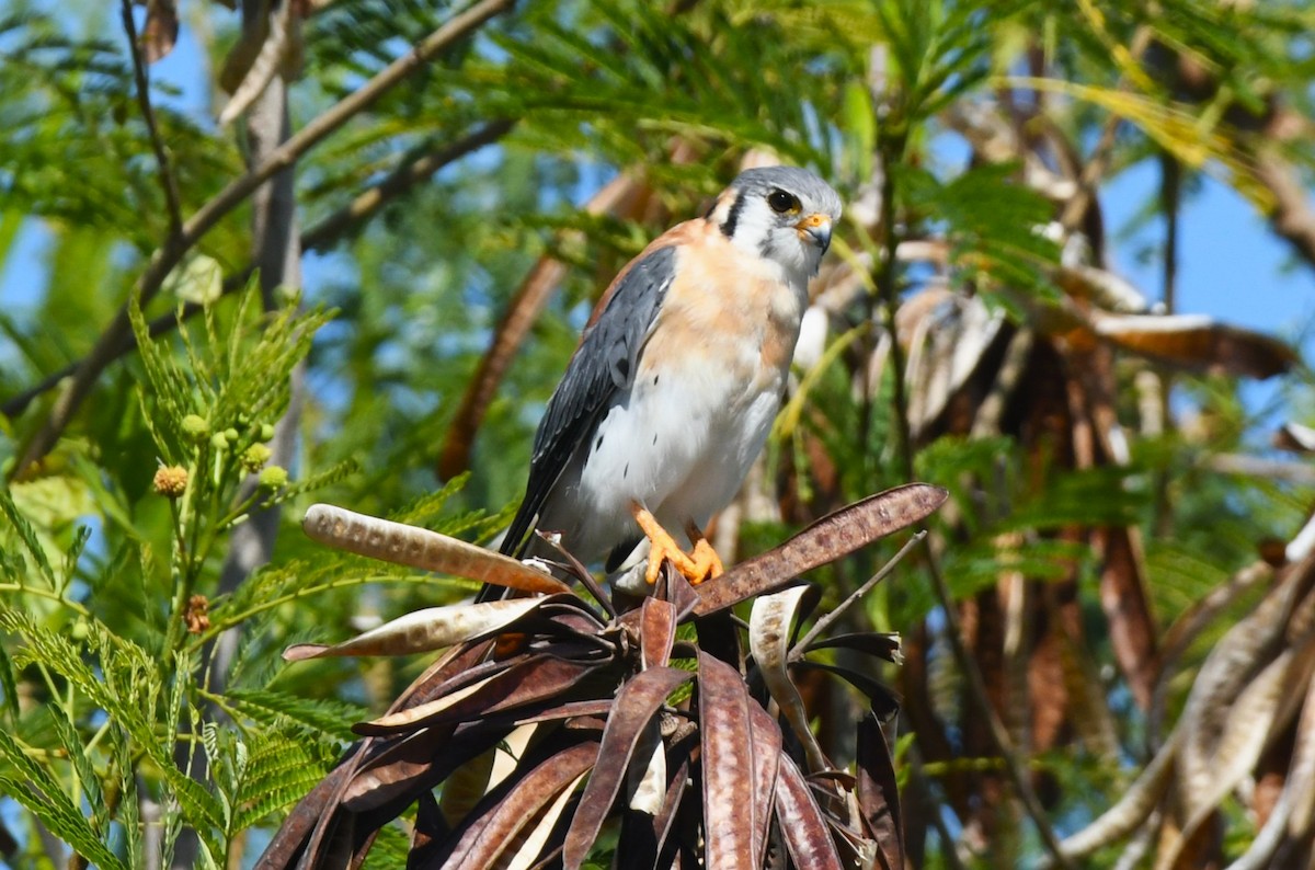 American Kestrel (Hispaniolan) - ML642004714