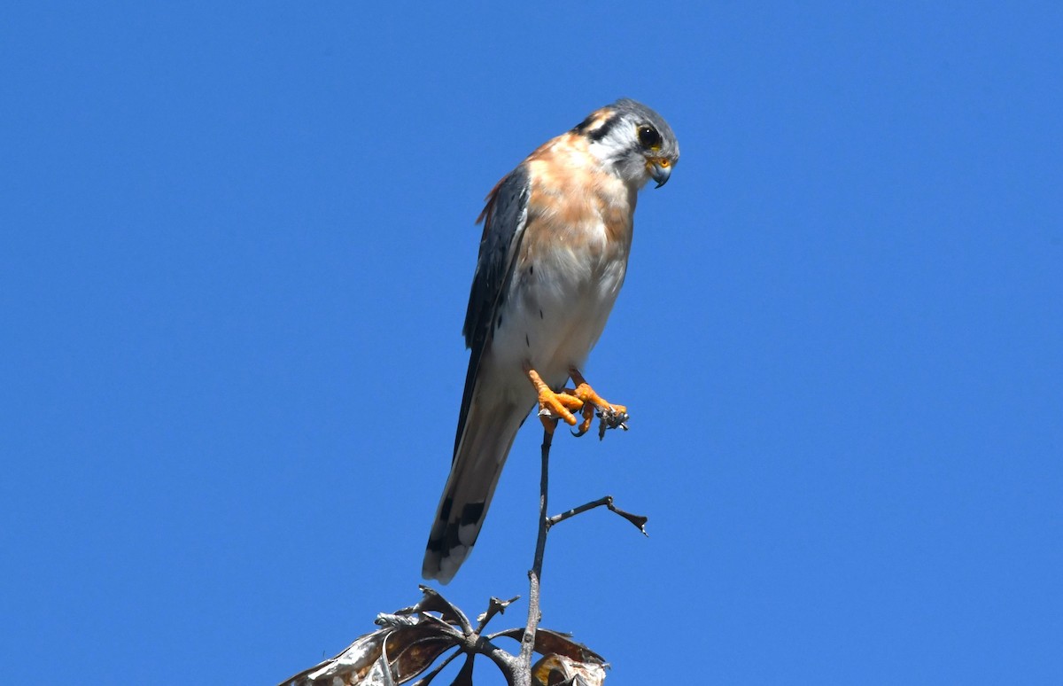 American Kestrel (Hispaniolan) - ML642004715