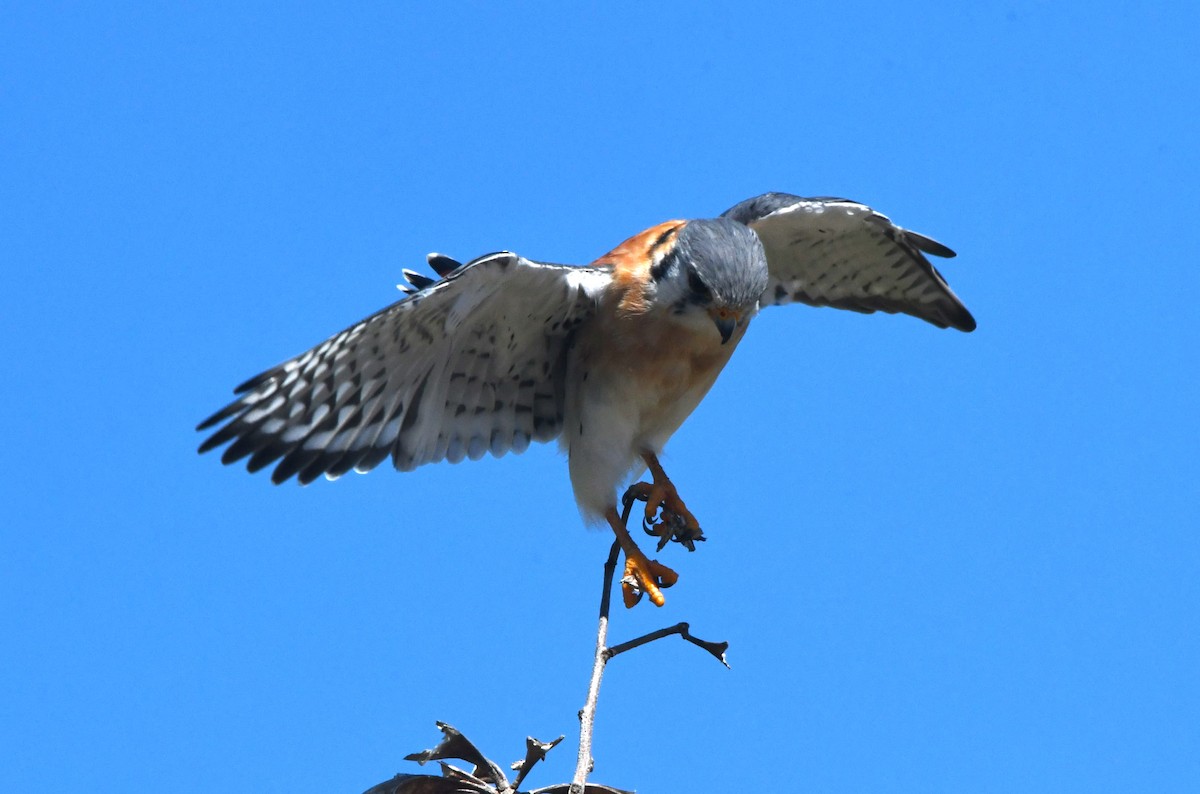 American Kestrel (Hispaniolan) - ML642004717