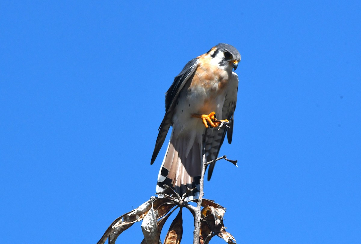American Kestrel (Hispaniolan) - ML642004722