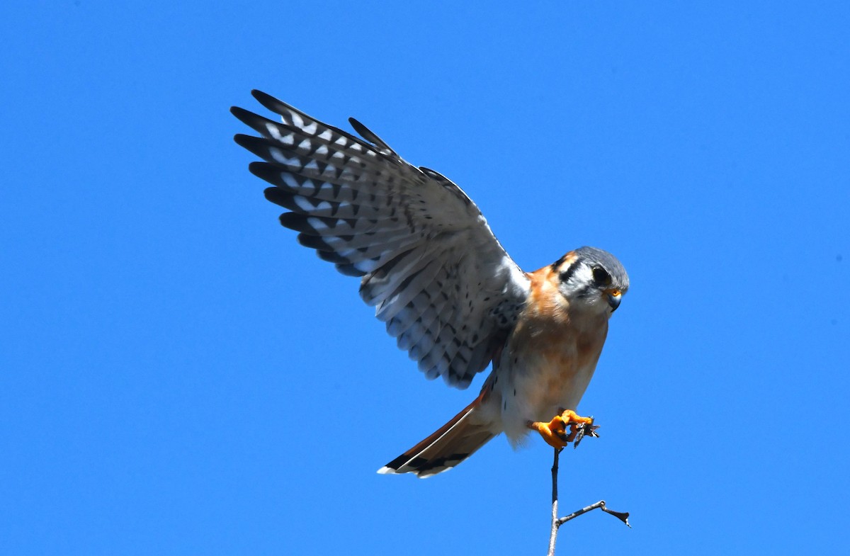American Kestrel (Hispaniolan) - ML642004723