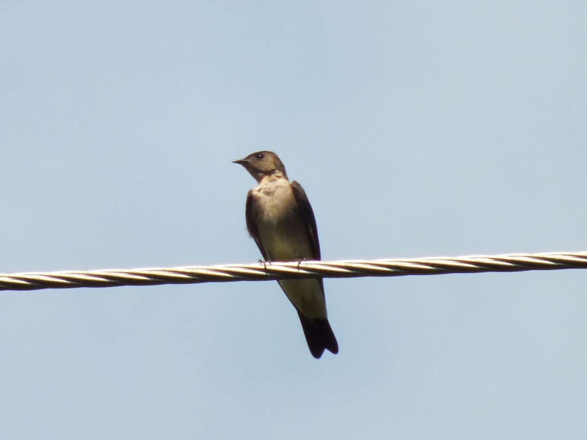 Southern Rough-winged Swallow - ML642004726