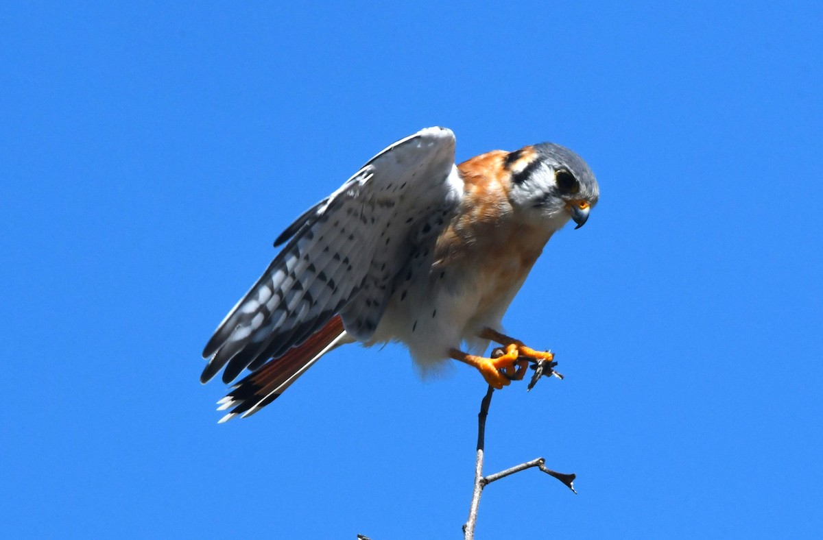 アメリカチョウゲンボウ（dominicensis） - ML642004728