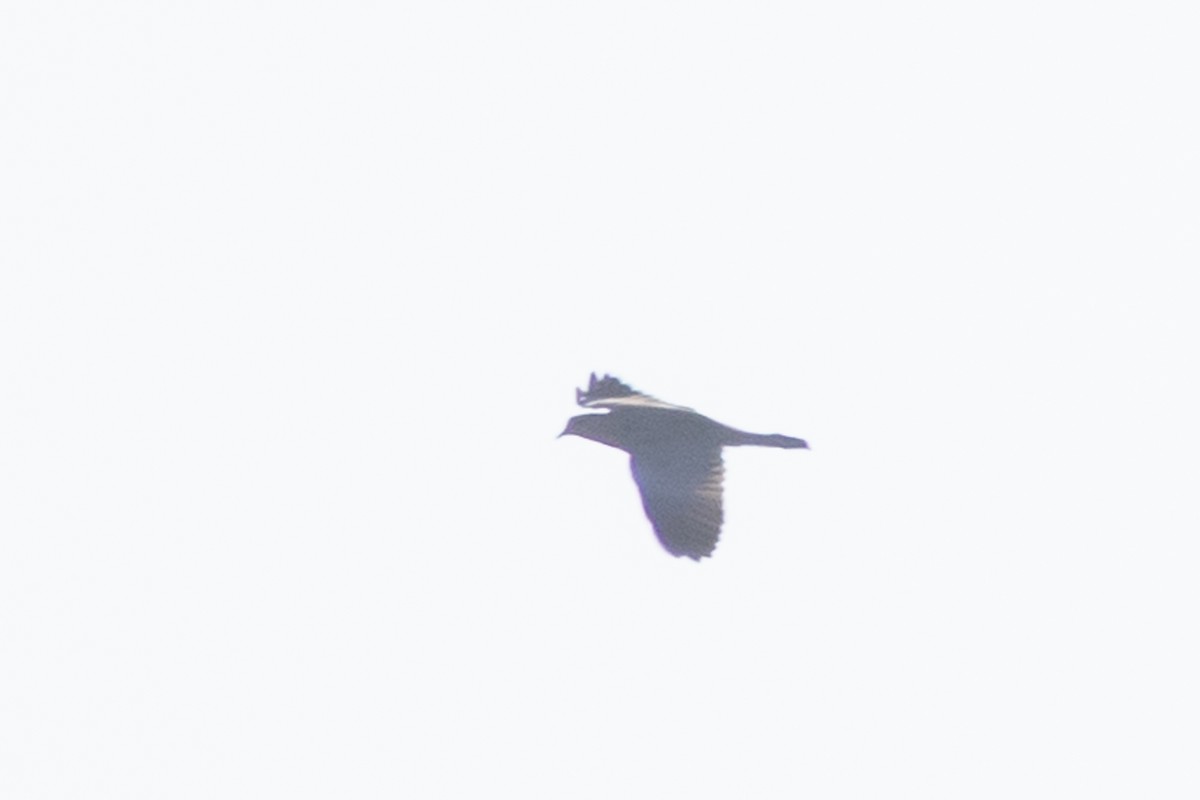ハト科 - ML642004757