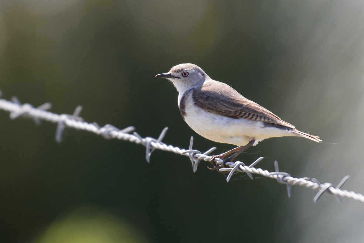 White-fronted Chat - ML642004769