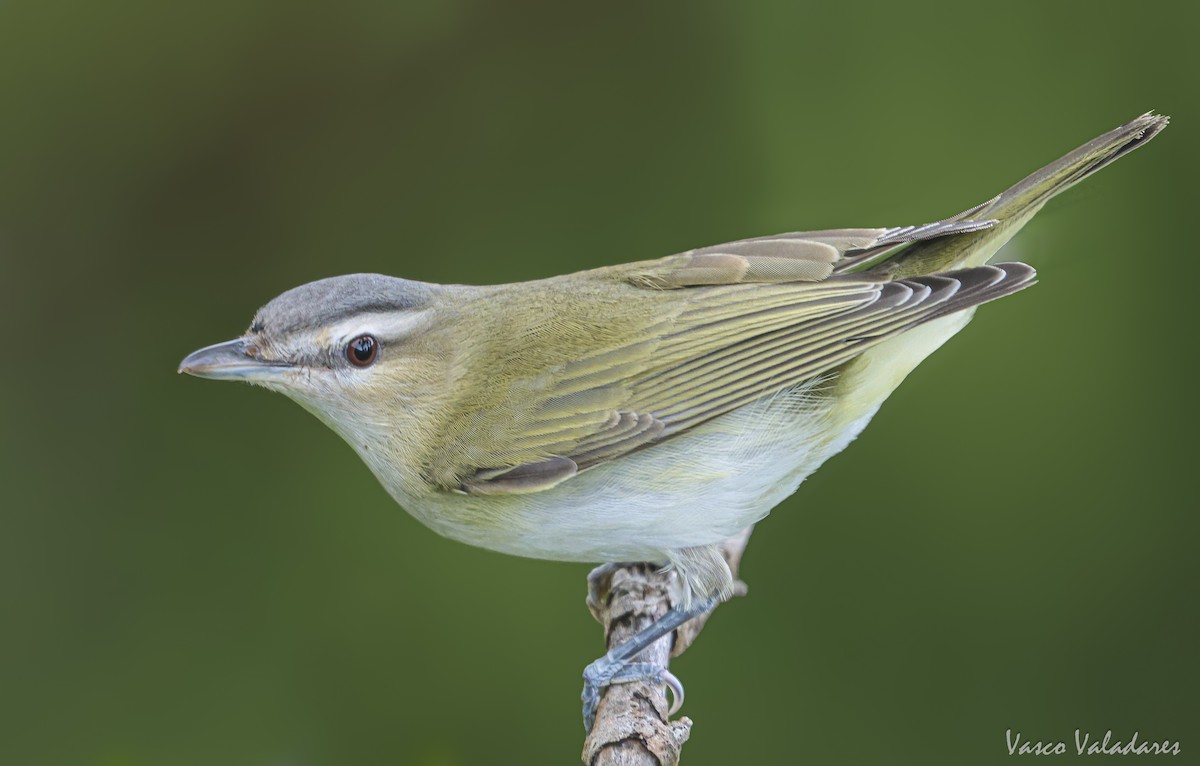 Red-eyed Vireo - ML642004770