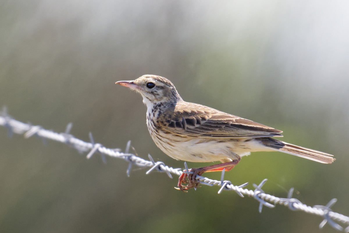 Australian Pipit - ML642004772
