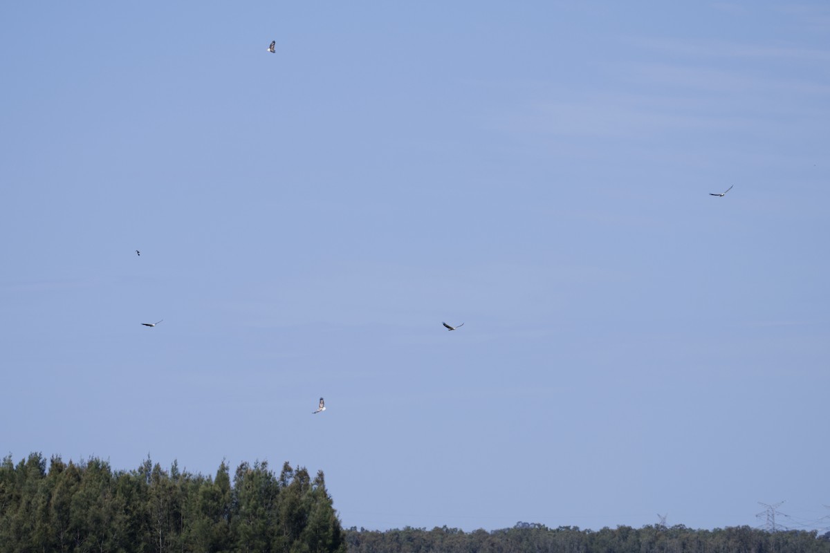 White-bellied Sea-Eagle - ML642004778