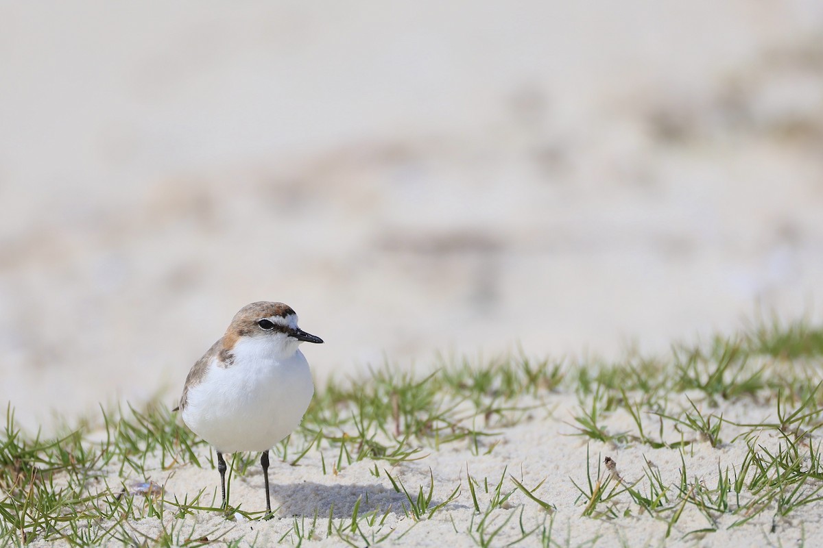 Red-capped Plover - ML642004797