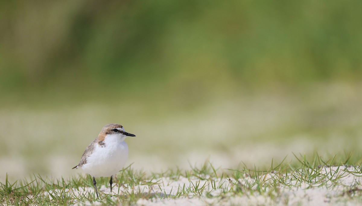 Red-capped Plover - ML642004799