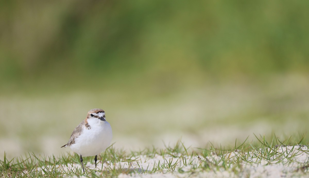 Red-capped Plover - ML642004800