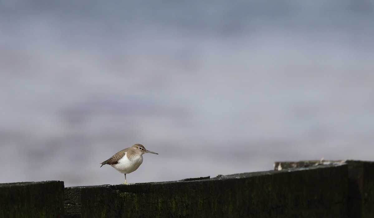 strandsnipe - ML642004804