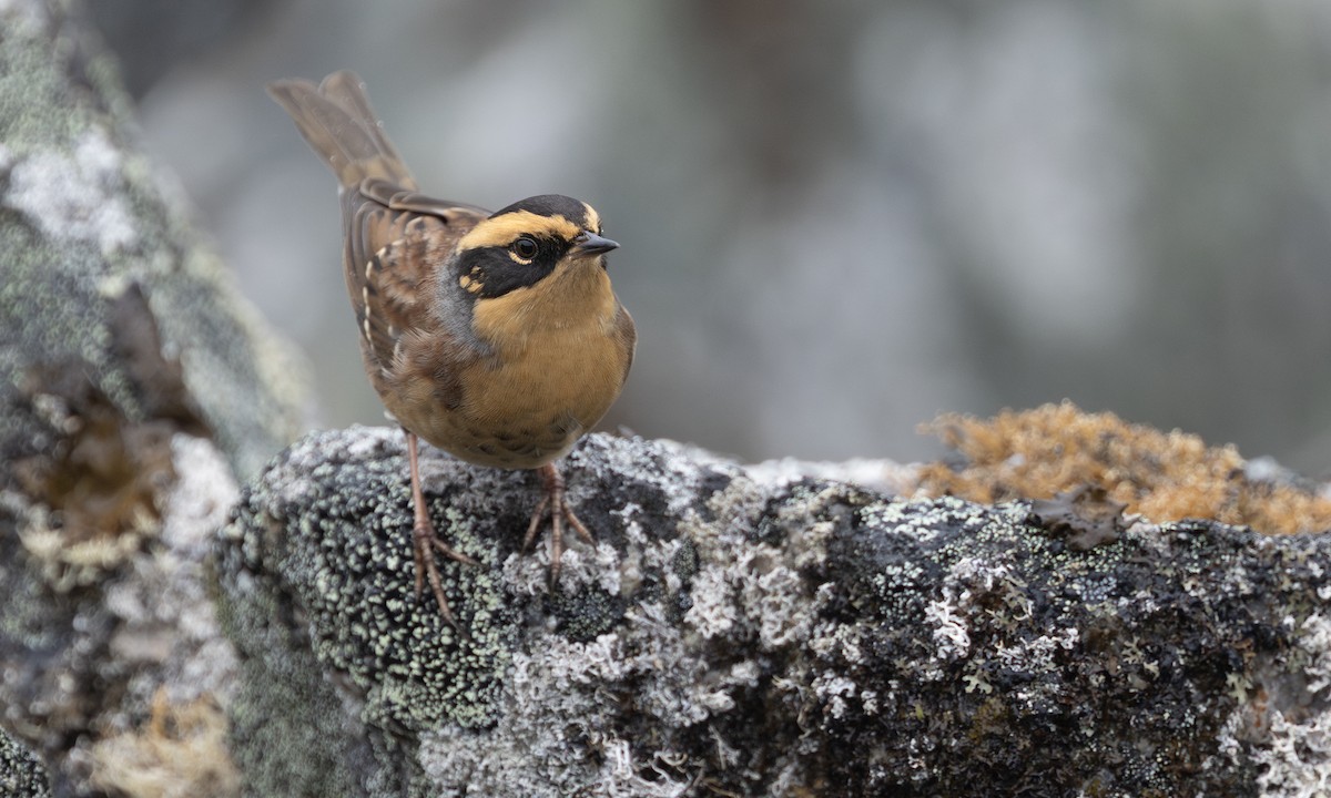 sibirjernspurv - ML642004810