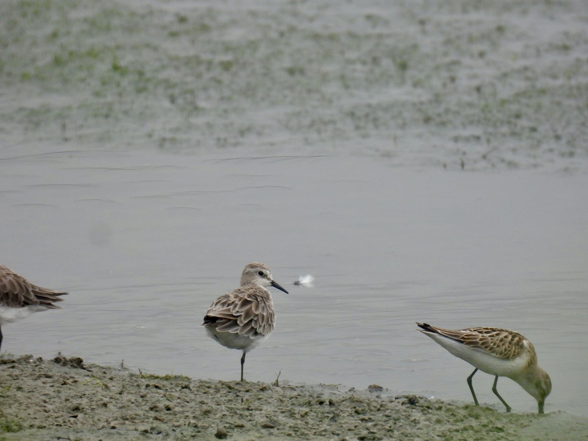 dvergsnipe - ML642004816