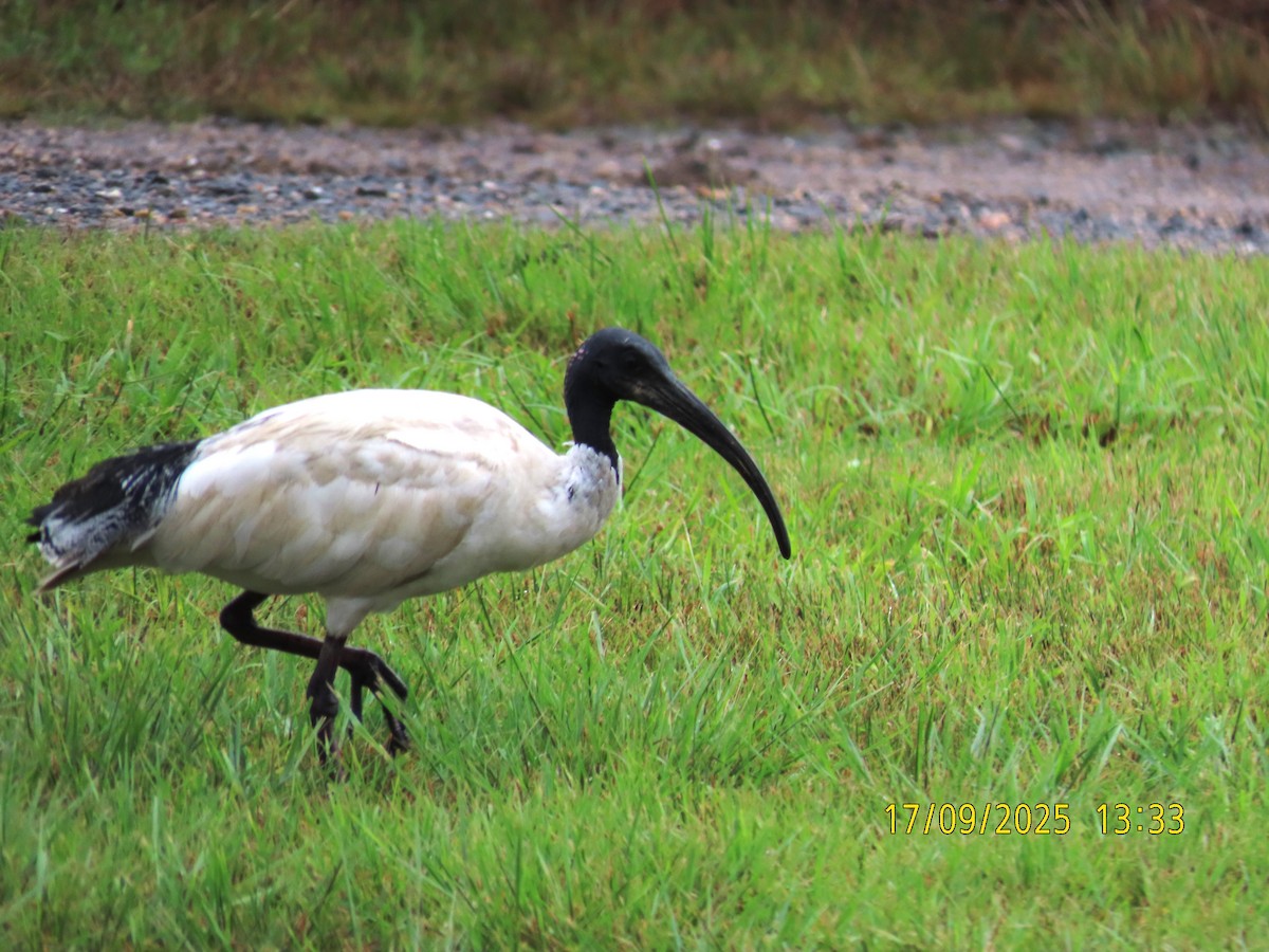 australibis - ML642004817