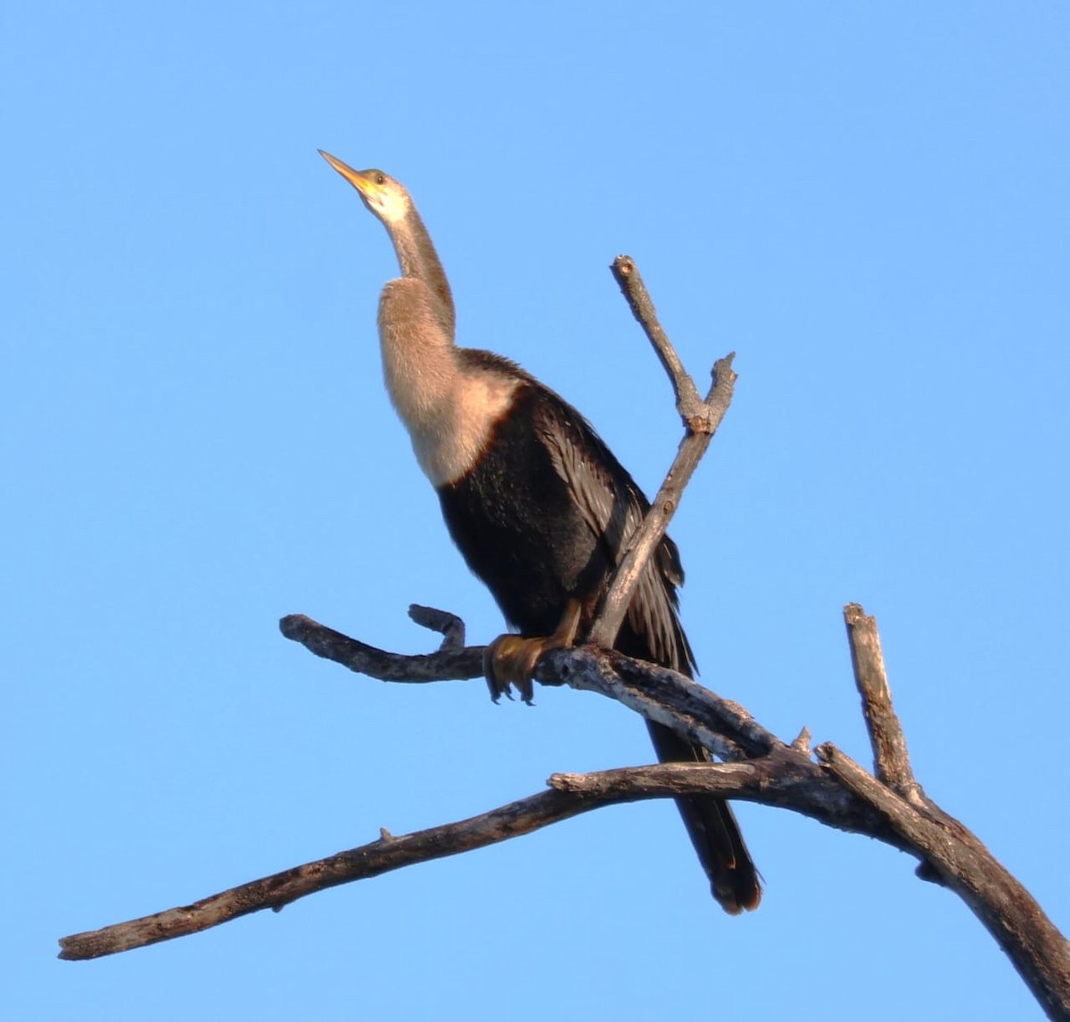 amerikaslangehals - ML642004826