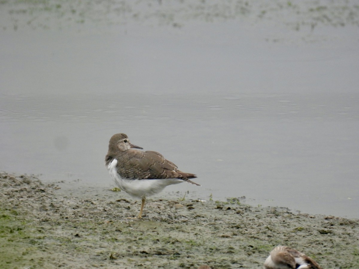 skogsnipe - ML642004832