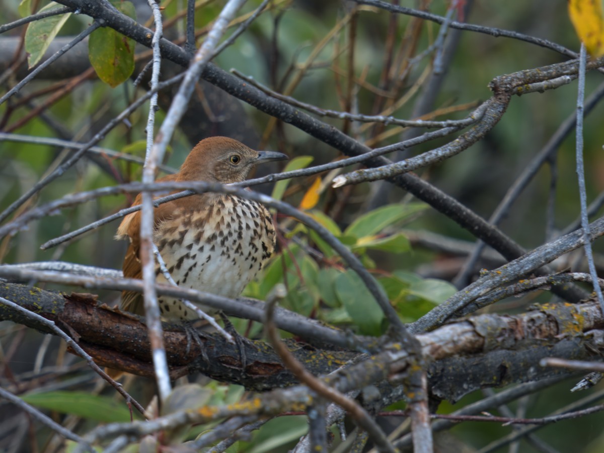 Brown Thrasher - ML642004834