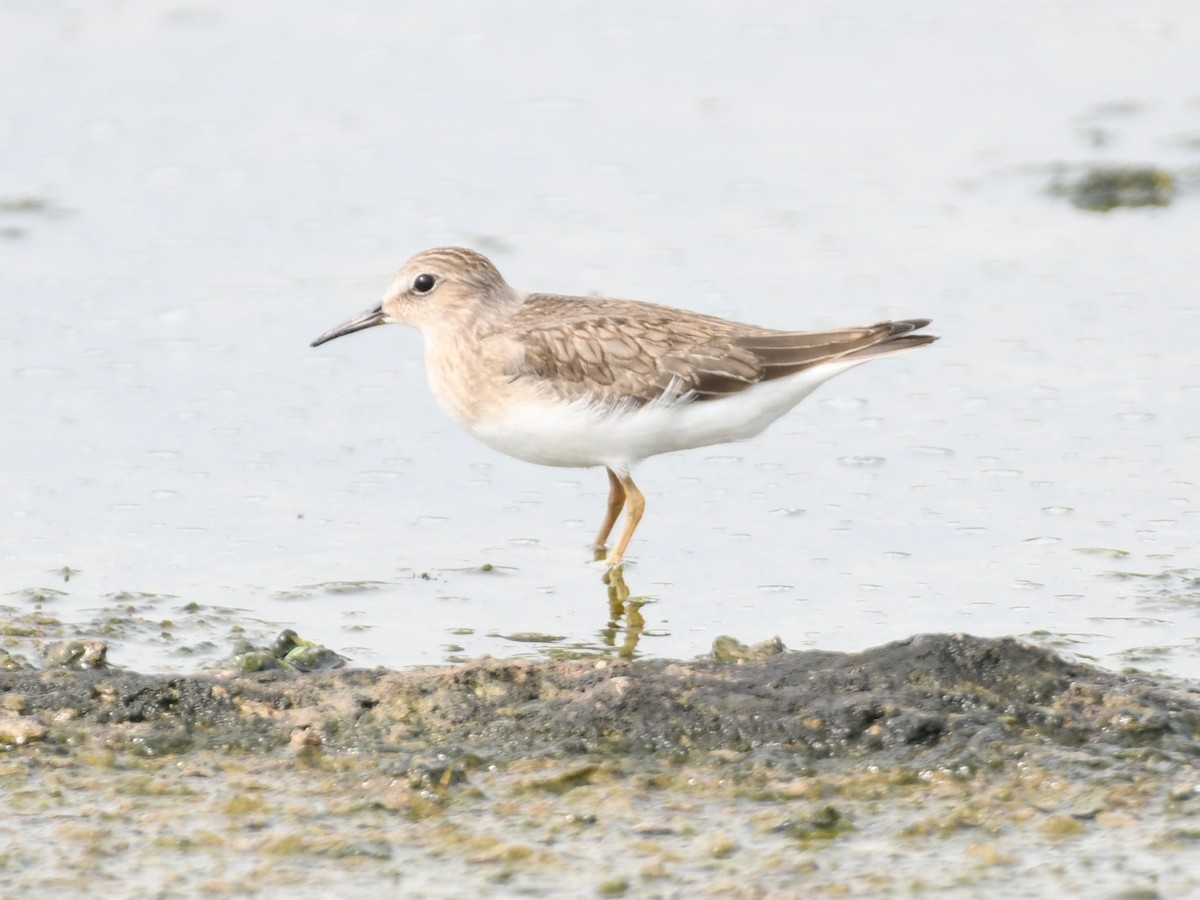 temmincksnipe - ML642004840