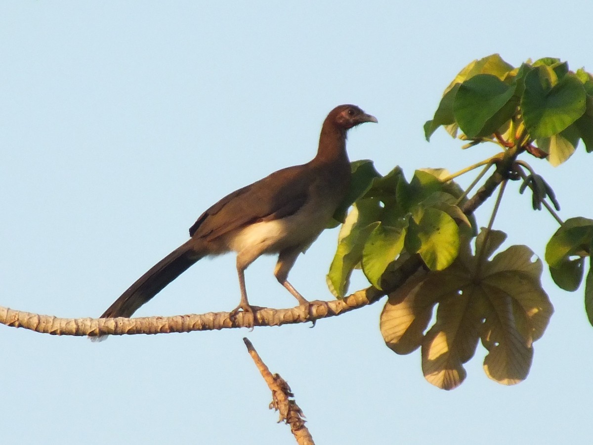 Chestnut-winged Chachalaca - ML642004858
