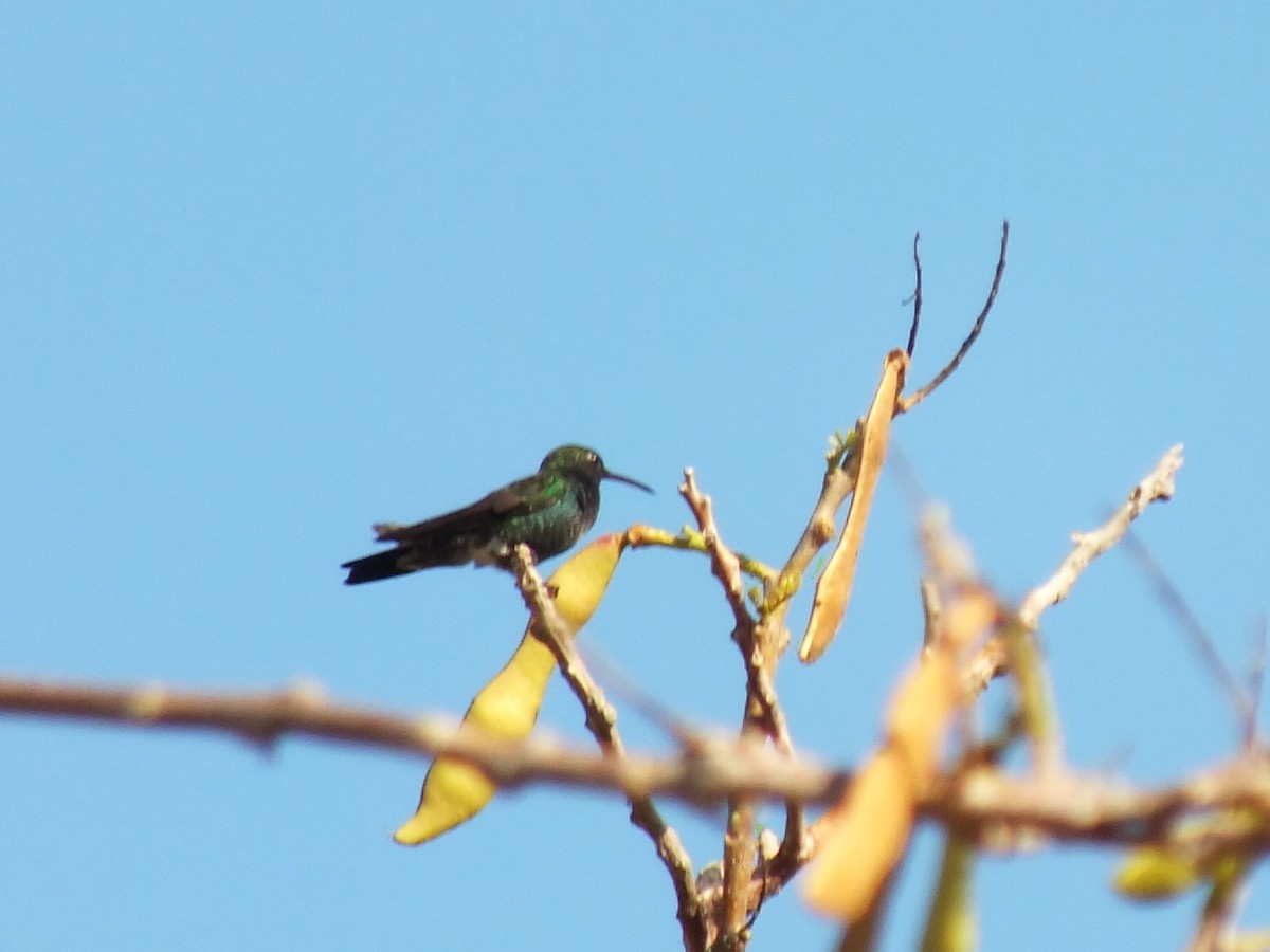 Shining-green Hummingbird - ML642004862