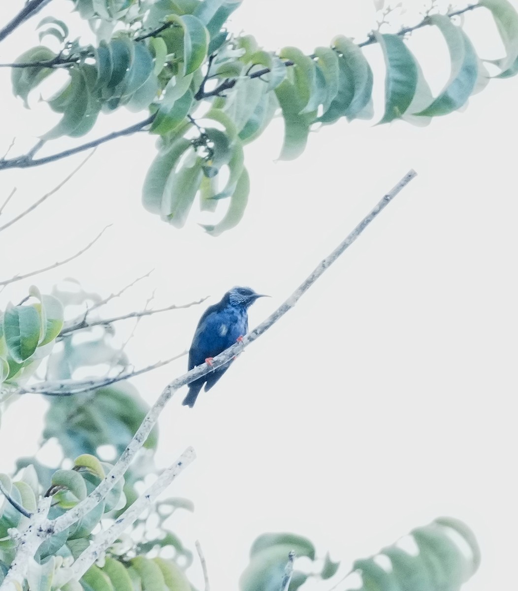 Red-legged Honeycreeper - ML642004863