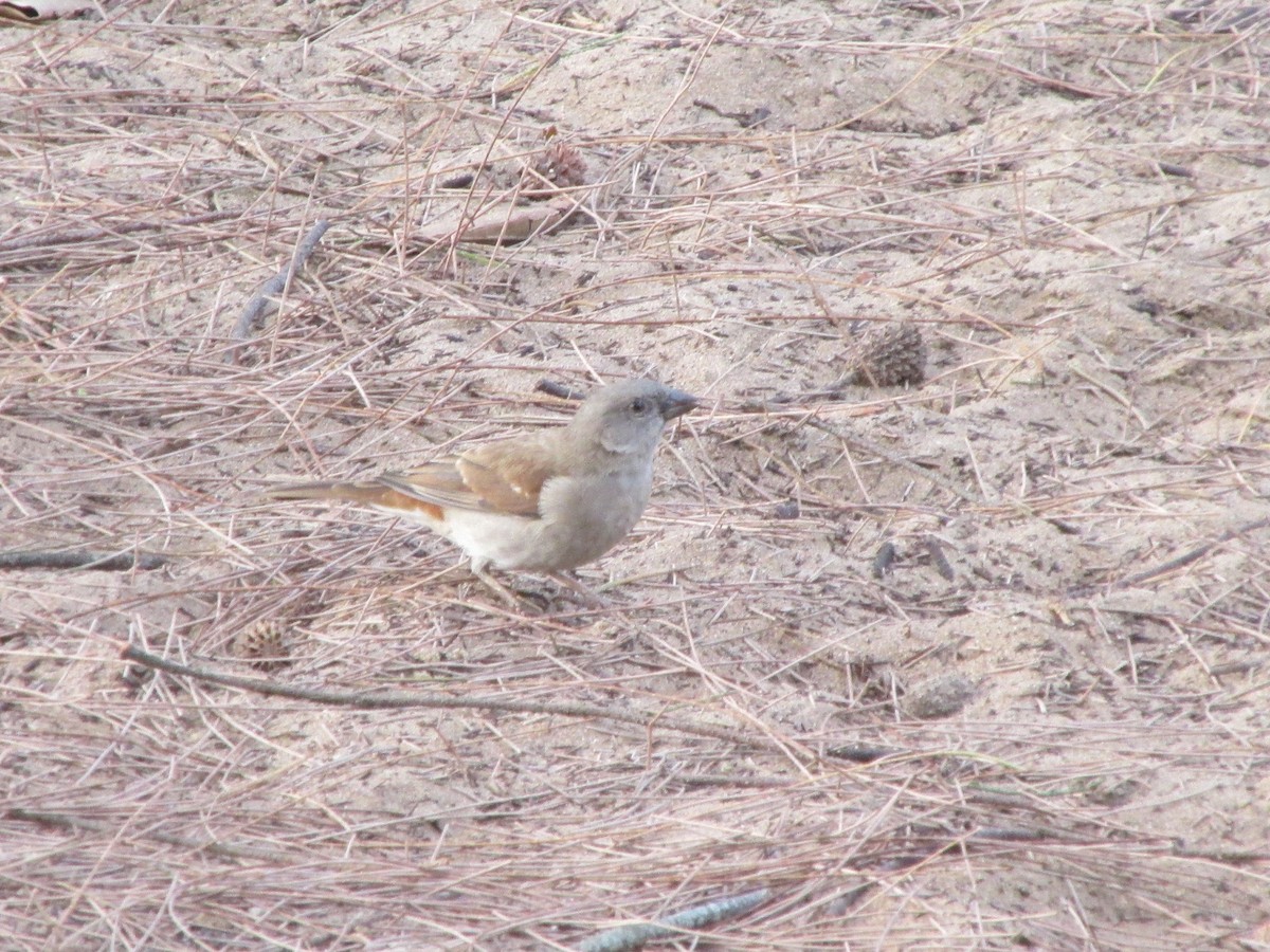 Moineau sud-africain - ML642004871