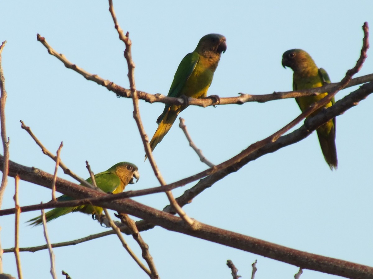 Brown-throated Parakeet - ML642004874