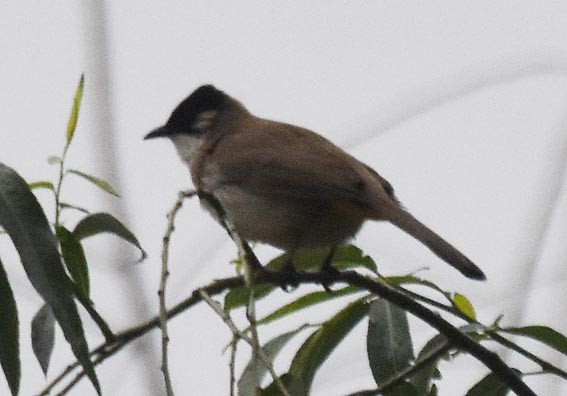Bulbul à poitrine brune - ML642004879