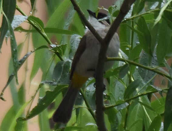 Bulbul à poitrine brune - ML642004882