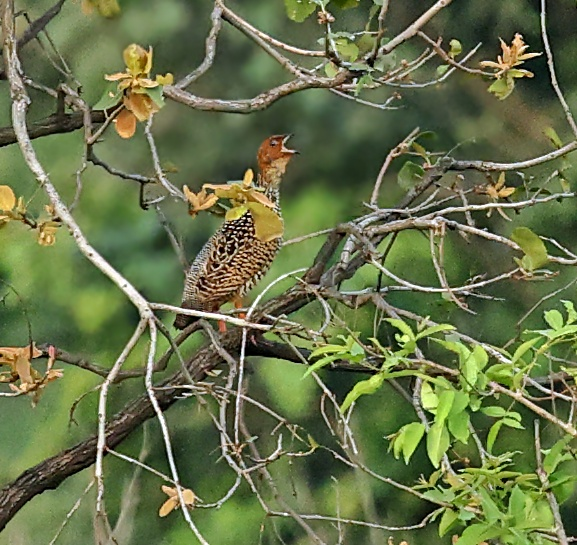 Francolin peint - ML642004887