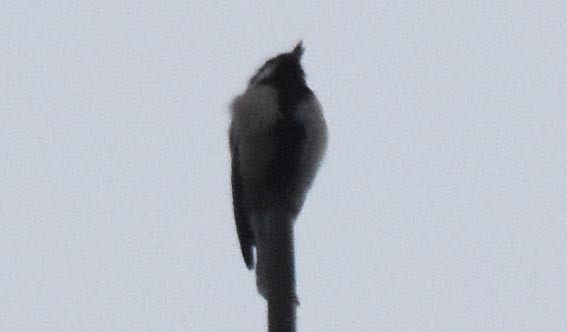 Mésange d'Asie - ML642004888