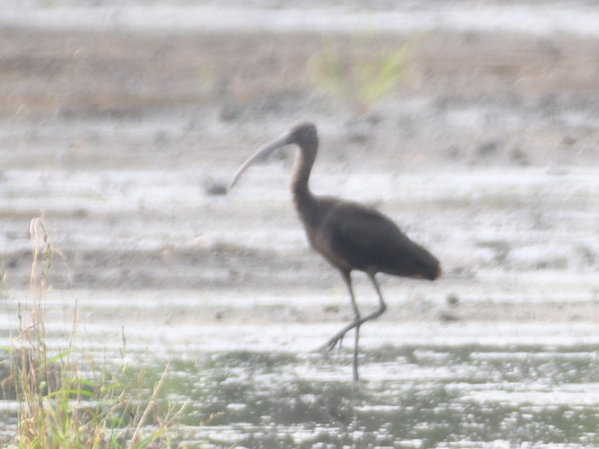 Ibis falcinelle - ML642004892