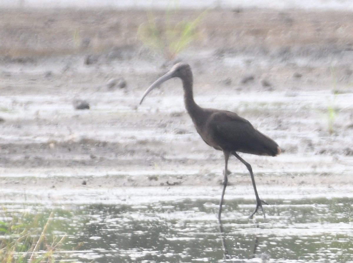 Ibis falcinelle - ML642004893