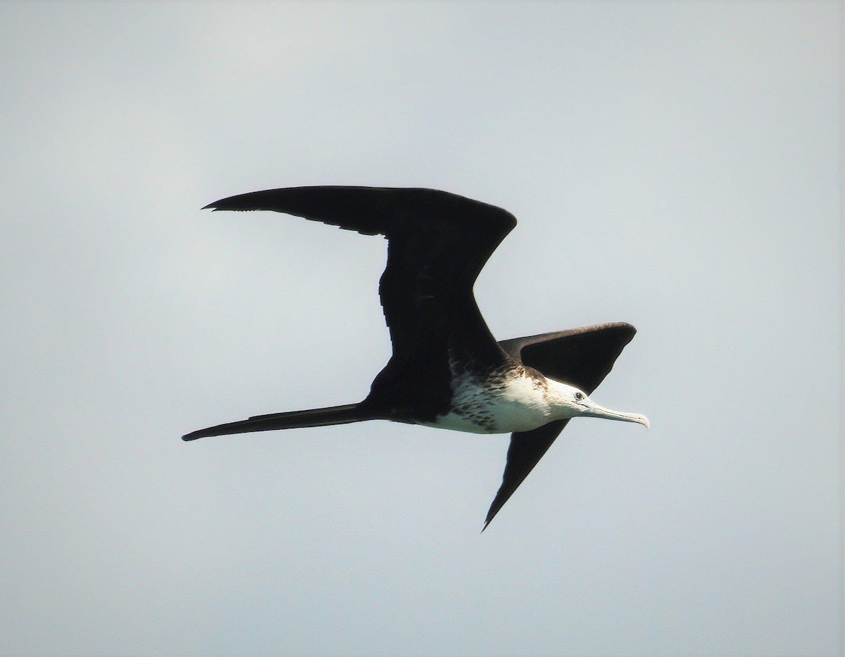 Magnificent Frigatebird - ML642004947