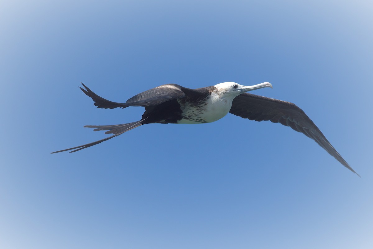 Magnificent Frigatebird - ML642004948