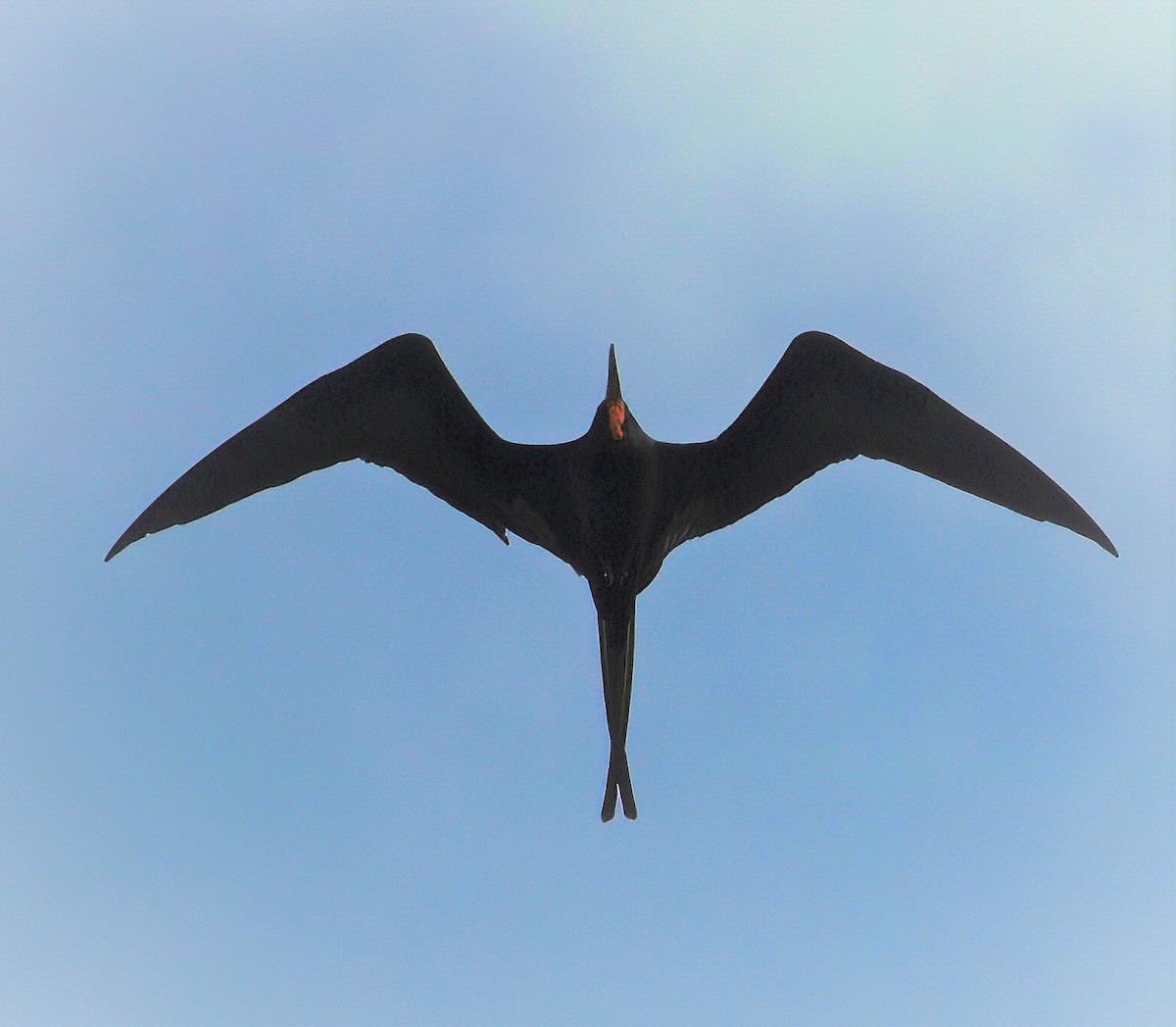 Magnificent Frigatebird - ML642004949