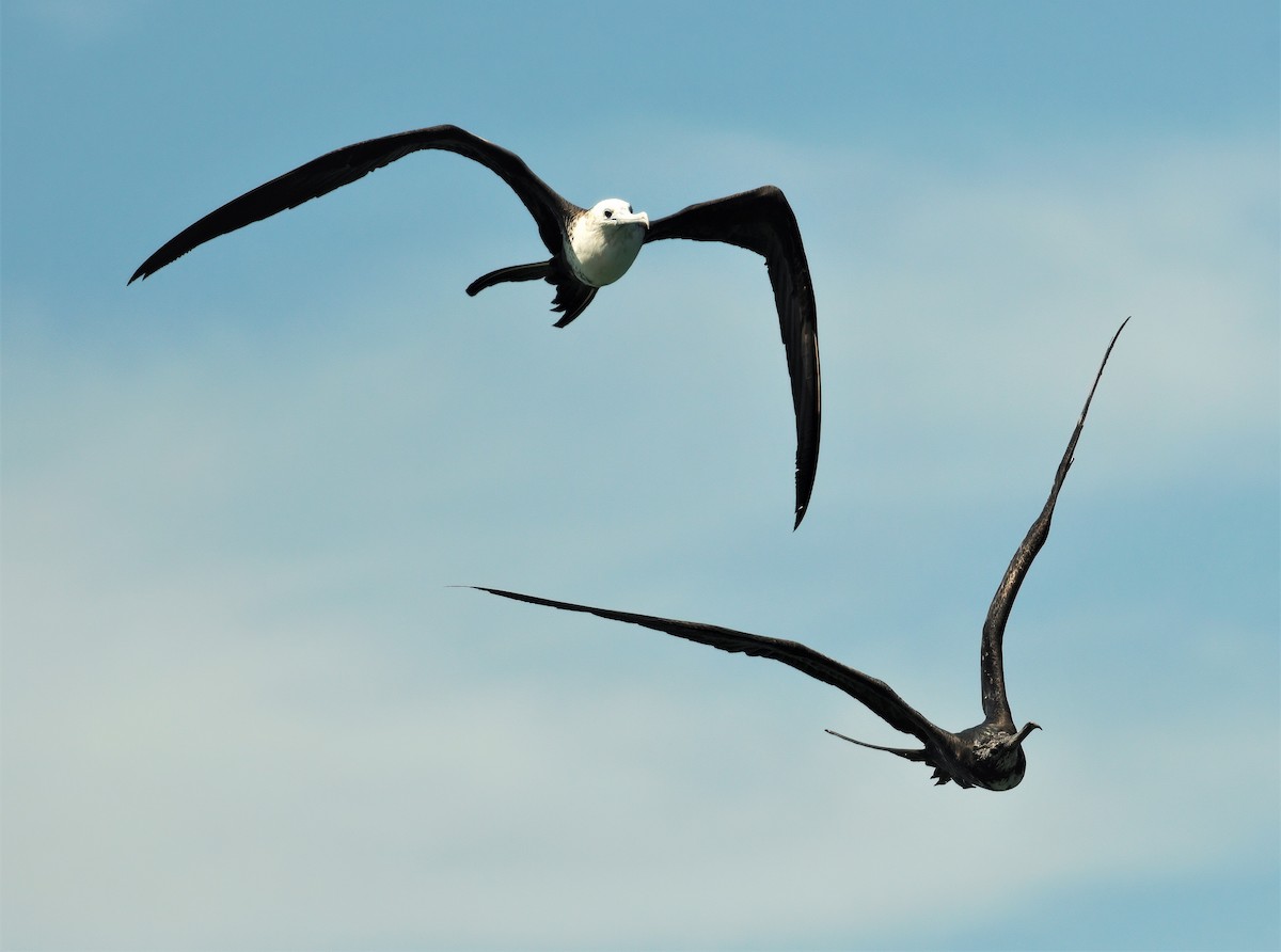 Magnificent Frigatebird - ML642004950